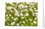Daisy flowers by Assaf Frank